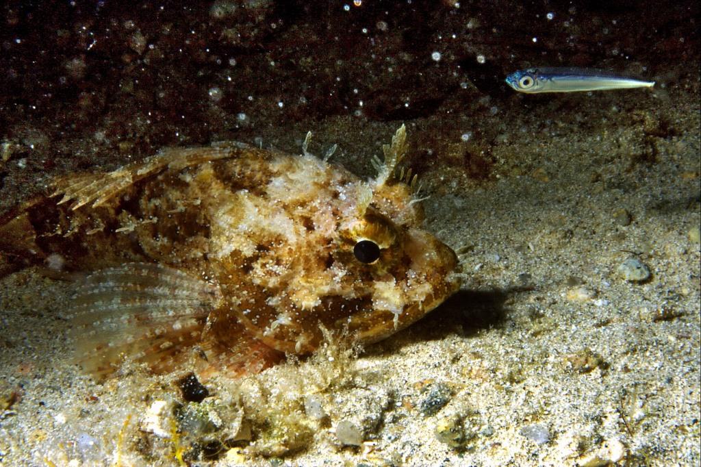 Scorfano nero (Scorpaena porcus)  by night